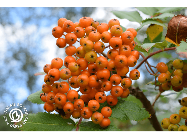 Sorbus decora